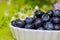 Delicious blueberries in white bowl with flowers on green background