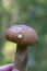 Delicious boletus mushroom Leccinum scabrum in autumn in a woman's hand