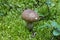 Delicious boletus mushroom Leccinum scabrum in the forest in autumn among the moss