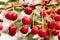 Delicious cherries with dew and raindrops on branch between blurred green leaves on tree