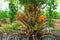 Delicious Dates on tree with green leaves