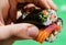 A Delicious Dive into Temaki Sushi Creations