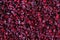 Delicious dried cranberries background. Top views, close-up