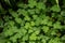 Delicious Edible Leaves of Wood Sorrel Growing on the Forest Floor