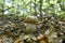 Delicious edible Porcini mushroom in natural habitat.