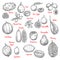 Delicious exotic tropical fruits sketches isolated