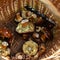 Delicious flap mushrooms in a willow basket