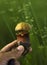 Delicious forest oak mushroom boletus olive brown. `Boltus lridus`
