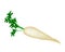 Delicious Fresh White Radish on White Background