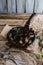 Delicious fried mussels with shells on frying pan and forks on table