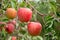 Delicious fuji apples in Japanese orchard.