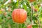 Delicious fuji apples in Japanese orchard.