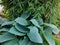 Delicious garden greens combination of bamboo and blue hosta leave - closeup