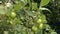 Delicious green apples, fruit tree, private orchard, horticulture.