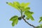 Delicious Green italian figs plant leaves branch blue sky background,fico of cilento