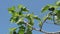 Delicious Green italian figs plant leaves branch wind motion,fico of cilento