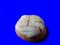 Delicious handmade shell bread on blue background. typical mexican bread