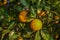 delicious juicy oranges on a tree in the garden in winter on the Mediterranean 3