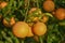 delicious juicy oranges on a tree in the garden in winter on the Mediterranean 4