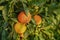 delicious juicy oranges on a tree in the garden in winter on the Mediterranean 6
