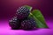 Delicious and juicy ripe boysenberry standing out on a vibrant reddish purple background