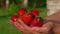 Delicious large fresh red strawberries in hands