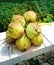 Delicious large green coconuts