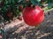 Delicious looking, ripe Pomegranate hanging from a tree in the orchard in India in the blurred background