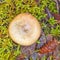 Delicious Milk Cap Mushroom grows on forest floor