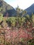 Delicious, mountain and bright barberry on the background of the mountains