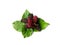 Delicious mulberry fruit, overlap green leaves, King of betty