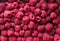 delicious natural background of many ripe juicy red fragrant raspberry berries