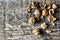 Delicious nuts and nutcrackers on an old wooden table, copyspace, set