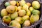 Delicious organic fresh mango Display on Basket