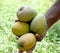 Delicious organic fresh mango Display on Hand