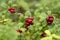 Delicious organic lingonberry Vaccinium vitis-idaea berries growing in Estonian forests