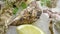 Delicious oysters, closeup view