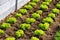 Delicious parsley or lettuce rows in bare soil