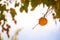 Delicious persimmon growing on a tree against blue sky