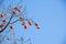 Delicious persimmon growing on a tree against blue sky