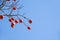 Delicious persimmon growing on a tree against blue sky