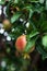 Delicious pomegranate fruit on a green leafs background.