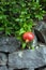 Delicious pomegranate fruit on a green leafs background.