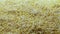 Delicious popcorn background. Macro shot of a popcorn texture of salted and unsalted corn