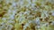 Delicious popcorn background. Macro shot of a popcorn texture of salted and unsalted corn