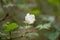 Delicious raspberry, Rubus deliciosus, budding flower Rocky Mountains