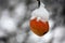 Delicious red apple, covered with slow falling snow, on a branch in winter time