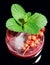 Delicious red cocktail on the rocks with mint