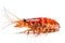 Delicious Red Cooked Prawn or Tiger Shrimp on White Background for Food Photography.