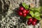 Delicious red lingonberry Vaccinium vitis-idaea berries